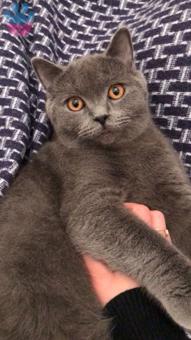 British Shorthair Oğlum Mickey&#8217;e Eş Arıyorum