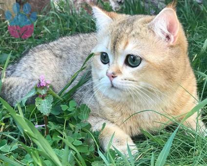 British Shorthair Cinsi Dişi Bir Hanımefendi Arıyoruz :)