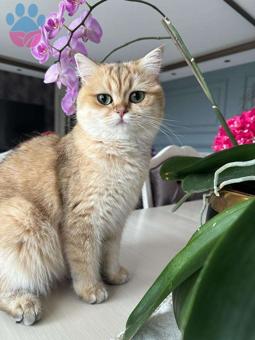 British Shorthair 11 Aylık Kızıma Eş Arıyorum