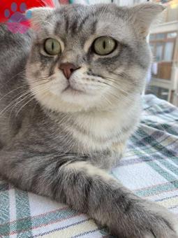 Scottish Fold 15 Aylık Kedime Eş Arıyorum