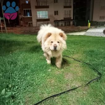 Chow Chow 2 Yaşında Oğluma Eş Arıyorum