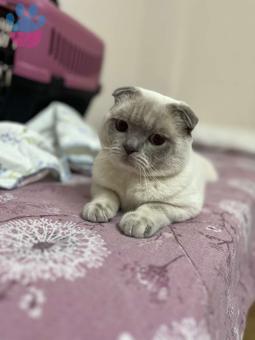 Scottish Fold Bluepoint Kedime Eş Arıyorum