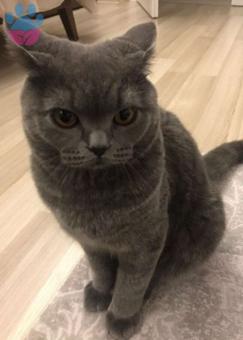 British Shorthair 8 Aylık Oğlumuza Dişi Kedi Arıyoruz