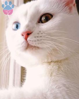 British Shorthair Odd Eyes Kızıma Eş Arıyorum