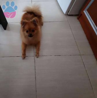 Pomeranian Boo Cinsi 1 Yaşında Dişi Kızgınlıkta