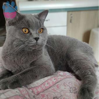 11 Aylık British Shorthair Erkek Kedime Eş