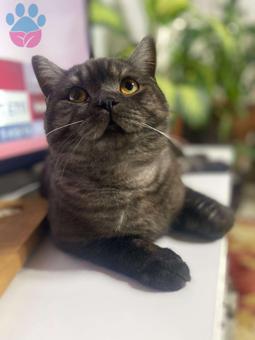 British Shorthair Kedimize Eş Arıyoruz