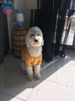 Toy Poodle Oğlumuza Eş Arıyoruz