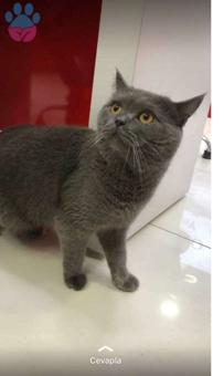 British Shorthair Cinsi Oğluma Gelin Arıyorum :)