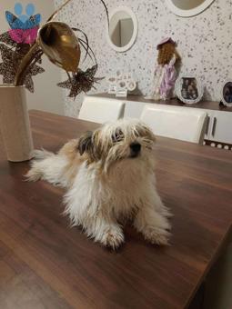 Shih Tzu Kızıma Erkek Aş Arıyorum