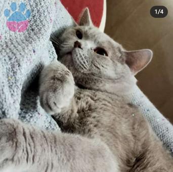 11 Aylık British Shorthair Oğlumuza Eş Arıyoruz