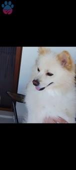 Pomeranian Boo Spitz Dişi Eş Arıyorum