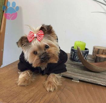 Yorkshire Terrier Oğluma Dişi Arıyoruz