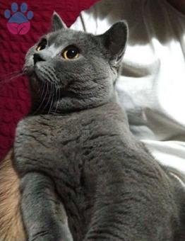 British Shorthair Oğlumuza Eş Arıyoruz