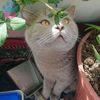 2 Yaşında British Shorthair Oğlumuza Eş Arıyoruz