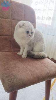 Scottish Fold Oğlumuza Eş Arıyoruz 1 Yaşında