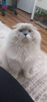 Scottish Fold Longhair Kedime Eş Arıyorum