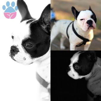 French Bulldog 2 Yaşında Oğlumuza Eş Arıyoruz