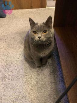 British Shorthair Kızıma Eş Arıyorum 1 Yaşında