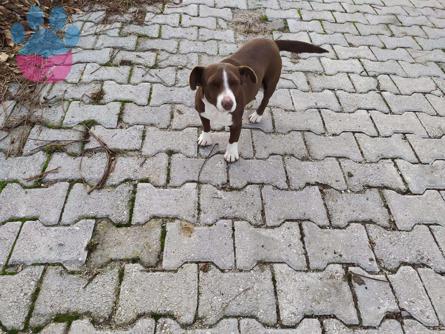 Jack Russell Dişi Köpeğime Eş Arıyorum