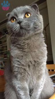 Scotish Fold Oğluma British Shorthair Dişi Arıyorum