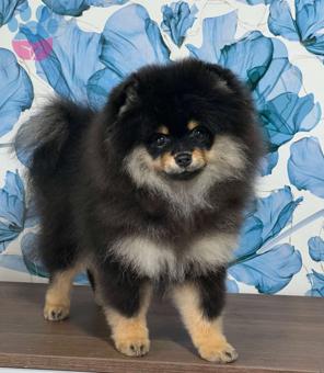 Pomeranian Boo 7 Aylık Kızgınlıkta Eş Arıyor