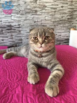 Scottish Fold Cinsi Oğlumuza Eş Arıyoruz