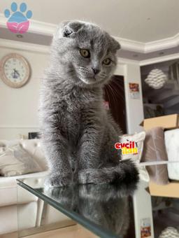 Scottish Fold 8 Aylık Oğluma Eş Arıyoruz