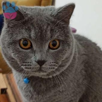 British Shorthair Oğluma Eş Arıyorum