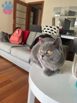 British Shorthair 9 Aylık Sherlock Oğlumuza Eş Arıyoruz