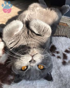 Scottish Fold Yakışıklı Oğlumuza Eş Arıyoruz