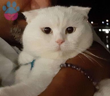 Antalya Scottish Fold Oğluma Eş Arıyorum