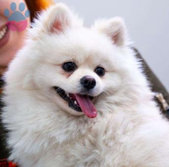 Pomeranian Boo Yakışıklı Oğlumuza Eş Arıyoruz