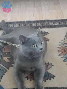 1 Yaşındaki British Shorthair Oğlumuza Eş Arıyoruz