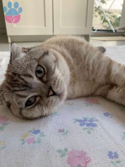 Scottish Fold Blue Eyes Kedime Eş Arıyorum