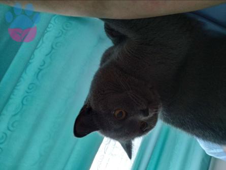 10 Aylık British Shorthair Kedime Eş Arıyorum