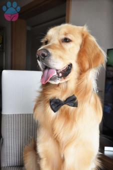 Golden Retriever 5 Yaşındaki Oğlumuza Eş Arıyoruz