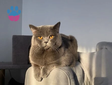 British Shorthair 3 Yaşında Tecrübeli Erkek