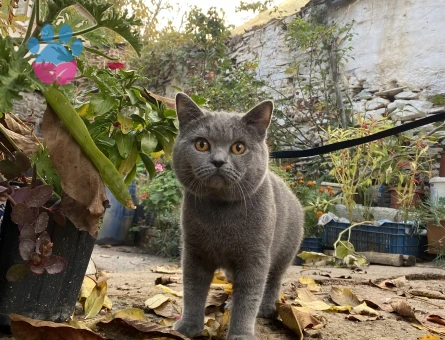 British Shorthair Kedime Eş Arıyorum