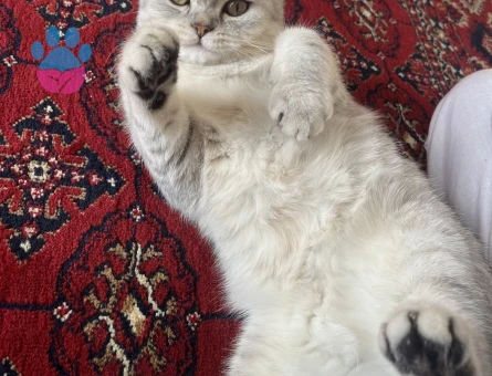 Kedime eş arıyorum