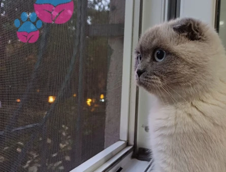 Kızıma eş arıyorum