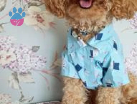 Toy Poodle Lokum Oğluma Eş Arıyorum