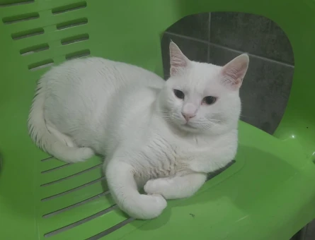 Kedim için uygun dişi kedi arıyorum. - 118985338