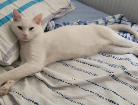 Kedim için uygun dişi kedi arıyorum - Görsel 3