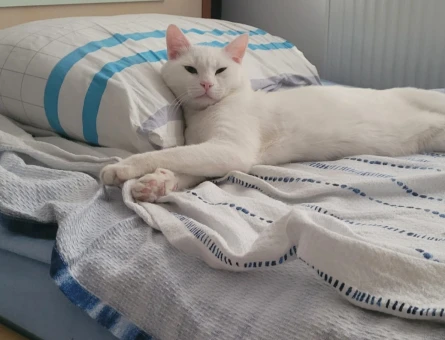 Kedim için uygun dişi kedi arıyorum - Görsel 4