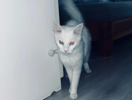Oskar 1 yaşında ve kızışma dönemine girdi.Tüm aşıları ve cipi vardır.Ankara kedisi bir dişi ile çiftleştirmek istiyoruz. - 118985347