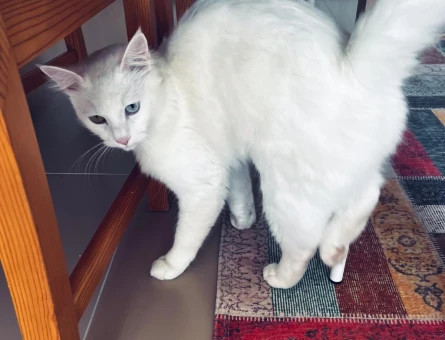Oskar 1 yaşında ve kızışma dönemine girdiTüm aşıları ve cipi vardırAnkara kedisi bir dişi ile çiftleştirmek istiyoruz - Görsel 4