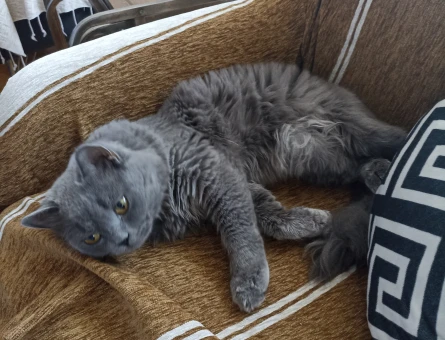 14 aylık british long hair erkek kedi - Görsel 3
