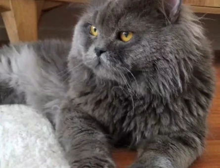 Orijinal British Longhair 4 Yaşında - 118985321
