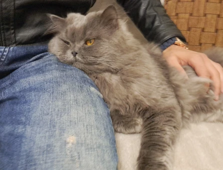 Orijinal British Longhair 4 Yaşında - Görsel 3